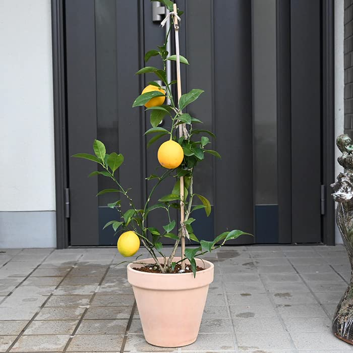 Amazon.co.jp: 檸檬の鉢植え レモン鉢植え 育てる ベランダや