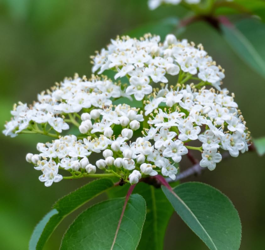 2 Blackhaw Viburnum Shrubs - 10-16' Tall Live Plants - Black Haw Viburnum Bush Seedlings - Edible Berries - Viburnum prunifolium - (2 Pack)