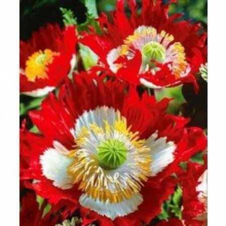 Sachet 200 graines de PAVOT DANOIS bicolore , rouge et blanc, fleur annuelle
