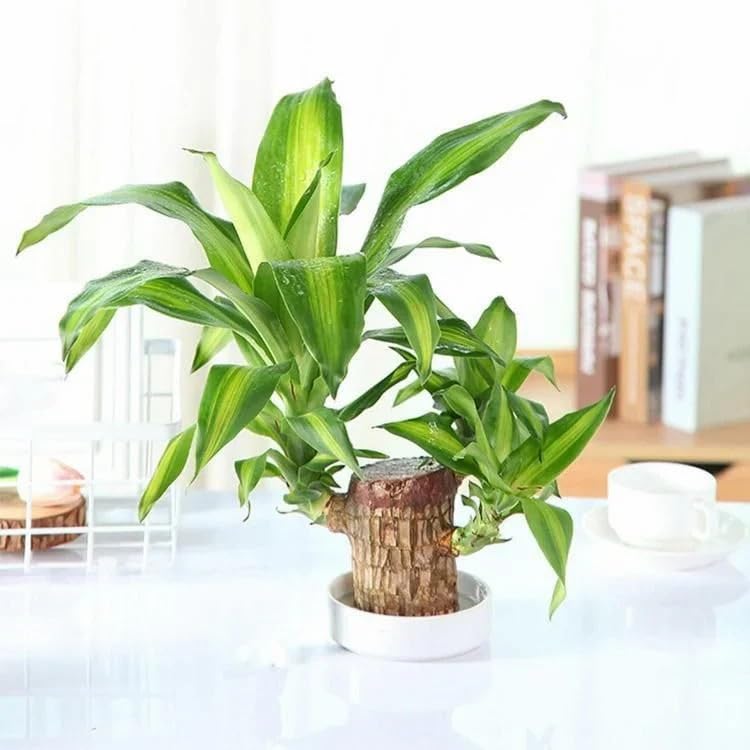 LUCKY BRAZILIAN WOOD Mini Brazalian wood (Pack of 1) (B0DH9ZJ47R) Amazon Price History, Amazon Price Tracker