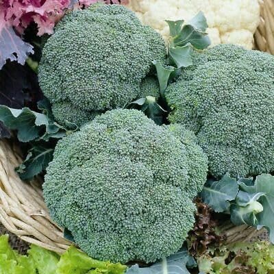 Buy4seeds Vegetable Calabrese F1 Chevalier 6 Seeds Broccoli Easy to Grow