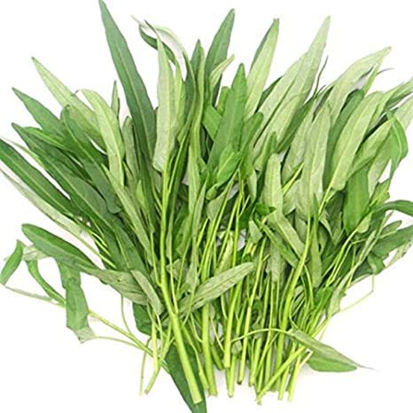 Kolmi Shak - Water Spinach Seeds - Ipomoea aquatica Seeds (50) (B08Y73YTZ6) Amazon Price History, Amazon Price Tracker