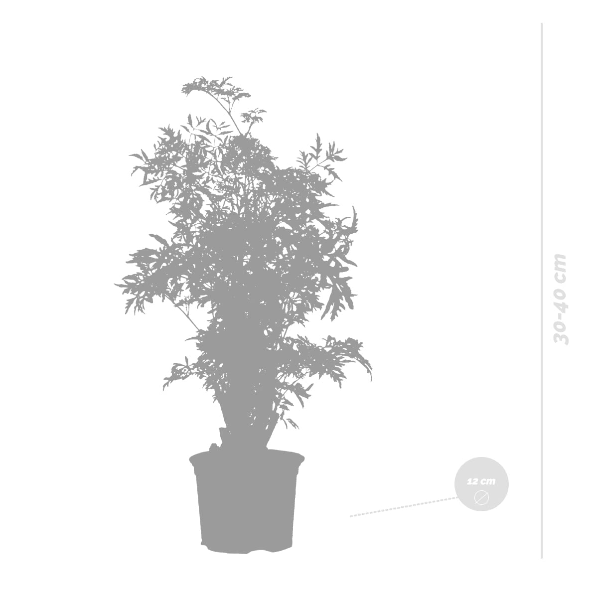 Bloomique