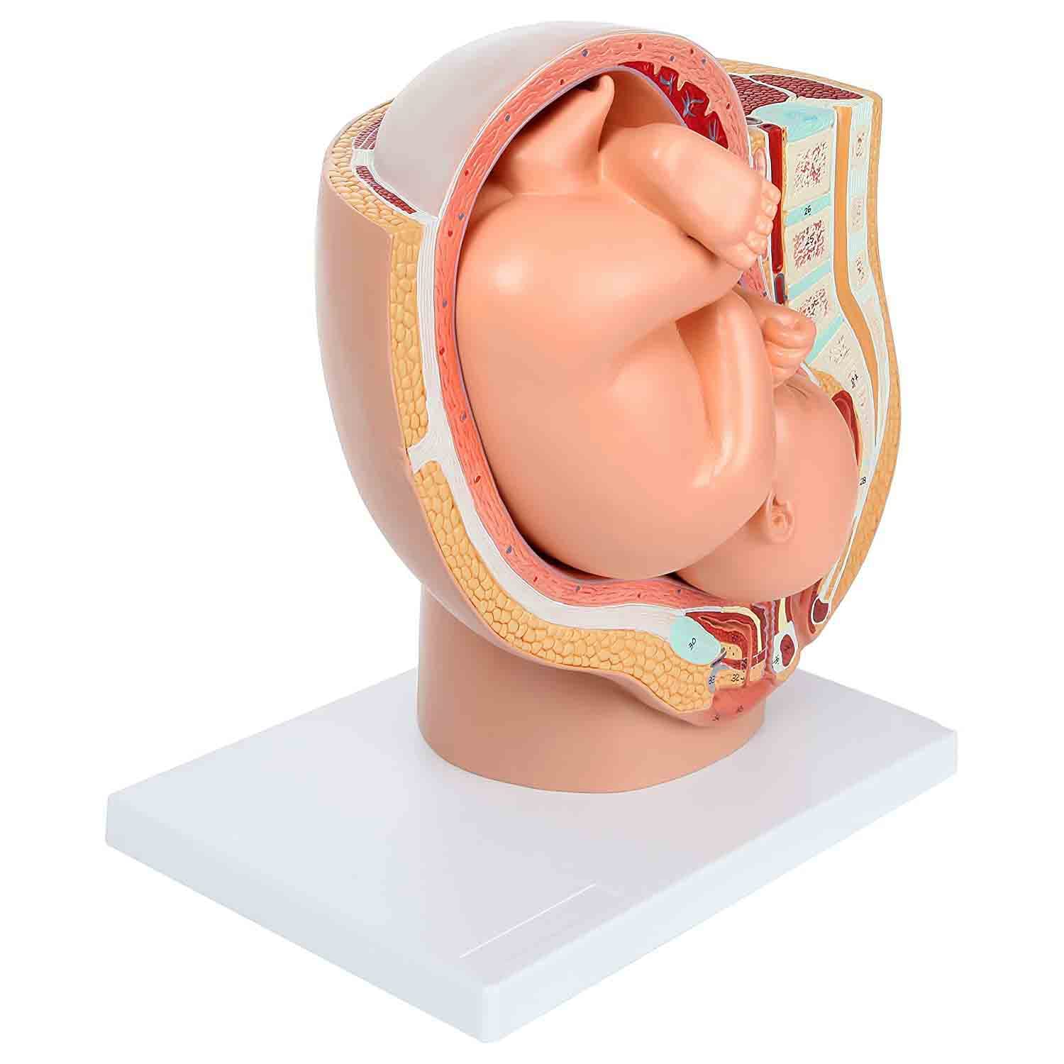 Xiaoxu Modelo anatómico de Pelvis para el Embarazo. Modelo didáctico para partería. Incluye un Modelo de feto a término extraíble, anatomía de la Placenta y más de 40 Puntos de Referencia anatómicos.