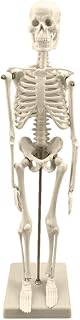 Bitcircuit Modelo De Esqueleto Humano, Modelo De Esqueleto Anatomia Coluna Humana Esqueleto Branco Auxílio De Treinamento Médico Educacional Para Aulas Laboratórios, 45 Cm