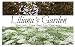 Flower Seeds - Annual Queen Anne's Lace - Ammi majus - Annual - Liliana's Garden