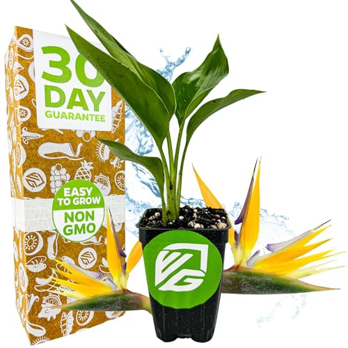 Yellow Bird of Paradise Live Plant - Strelitzia Reginae by Wellspring Gardens - Mandela’s Gold Tropical Flowering Perennial, Exotic Indoor/Outdoor Houseplant, Easy Care, Low Maintenance Starter Plant