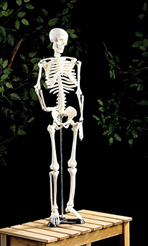 Newgen Medicals Squelette articulé 85 CM