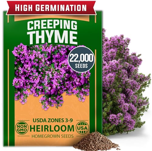 HOME GROWN Purple Creeping Thyme Seeds Non-GMO Ground Cover Flowers 22000+ Edible Herb Seeds for Planting Lawns & Paths 3g Perennial Thymus serpyllum