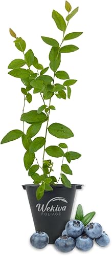 Biloxi - Planta de arándanos  Planta viva en una maceta de cultivo de 2 pulgadas  Vaccinium  Árbol comestible con frutos para el patio y el jardín