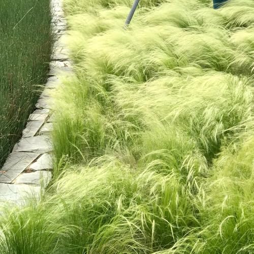 Semillas perennes resistentes al invierno de hierba de plumas, semillas de cobertura del suelo resistentes Stipa tenuissima - Las plantas de jardín son plantas perennes resistentes. 600pcs