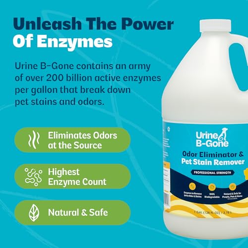 Image of Urine B-Gone, Professional Enzyme Odor Eliminator & Pet Stain Remover, Human, Cat & Dog Urine Cleaner, Effective on Laundry, Carpets & More, Original Scent, 1 Gallon (Pack of 2)