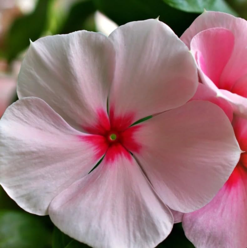 Image of Live Sadhabahar Plant with Plastic Bag | Evergreen Flowering Periwinkle Plant with White & Pink Blooms | Sadabaahar Flower Plant for Home Garden Balcony Outdoor