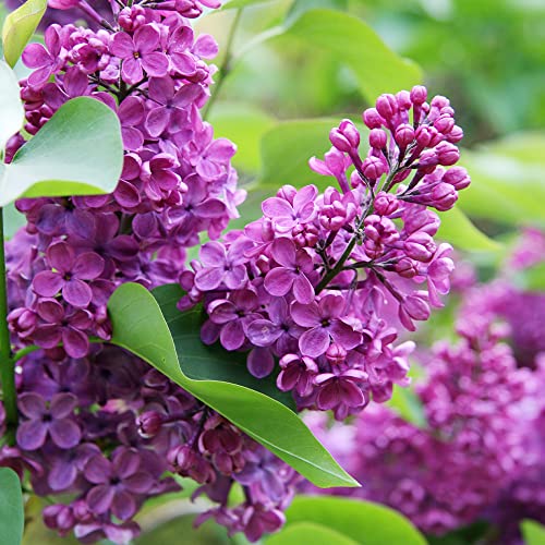 Qauzuy Garden 25 Seeds Dark Purple Lilac Tree Fragrant Hardy Perennial Flower Shrub Garden Striking Privacy Screens Easy To Grow Low-Maintenance Attract Pollinators #TOP1