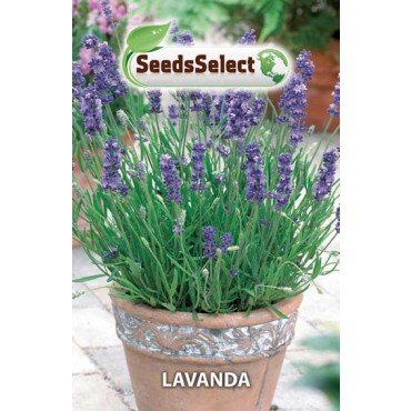 Semi Lavanda 2 Buste Maxi,Erba Aromatica ed officinale,Mondonatura Srl