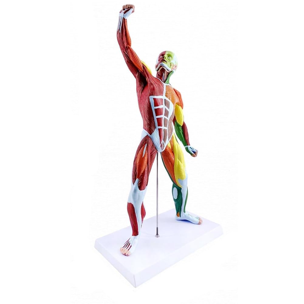 YNIYUJKL Muscle Man Anatomy Model 50 Cm 80 Cm Colourful Miniature Model Of Muscles Human Body Anatomy Model With Removable Organ For Medical Physiology Study And Teaching Human Muscle,50 cm