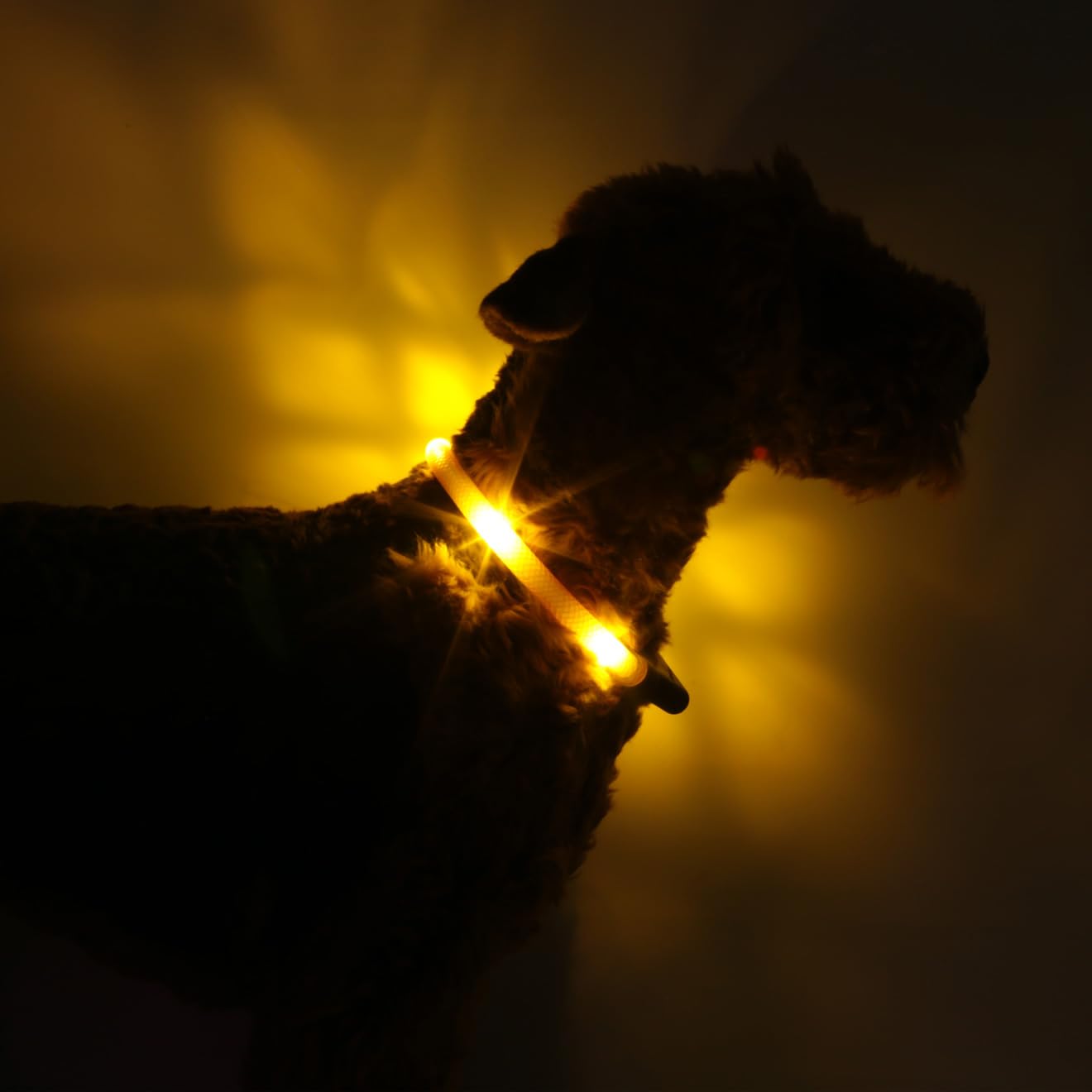 LEUCHTIE Mini Collier Lumineux Jaune Soleil Taille 32,5 I LED Collier de Chien I imperméable I énormément Lumineux