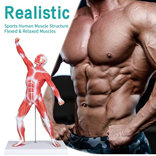 Image of Human Muscles Anatomy Model - Miniature Superficial Anatomical Muscular Movement System Model Mini 1 /4 Life Size Anatomical Reference Model for Medical Office & Professional Academic Institutions