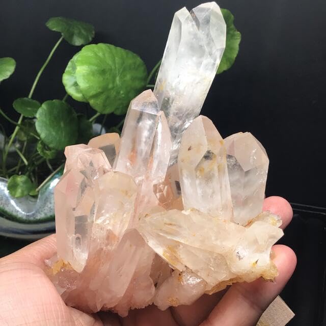 Amazon.co.jp: スター爆レア超美人浄化超聖美結晶ピンク水晶クラスター  