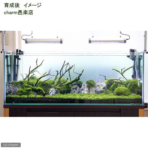流木盆栽付き石 南米ウィローモス アヌビアス ☆育成済