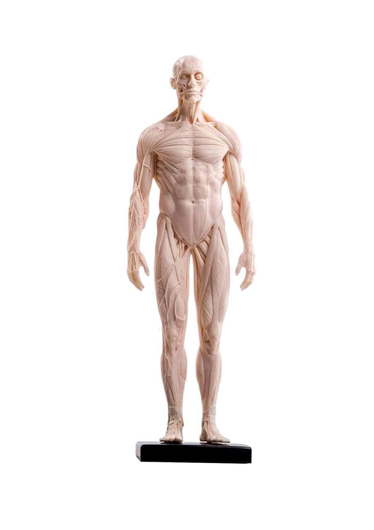 Modello di anatomia umana 30 cm maschio femmina muscolo figura-3 pezzi
