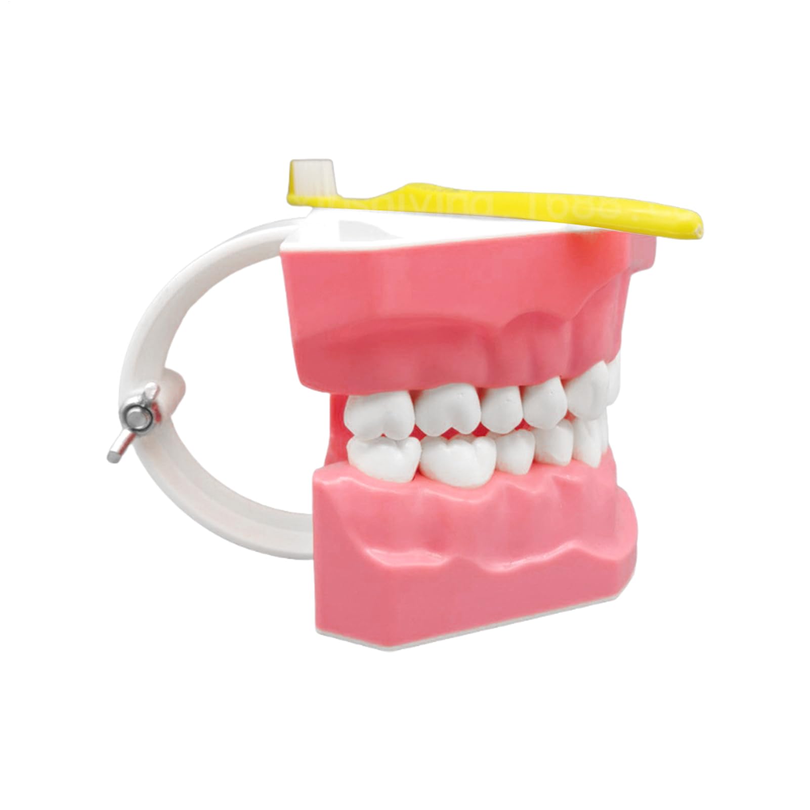 Modelo de dientes - Herramienta de educación de dentales con pincel | Modelo de grande, ideal para capacitación, incluye ayuda para la enseñanza para adolescentes jóvenes amigos de la familia niñ