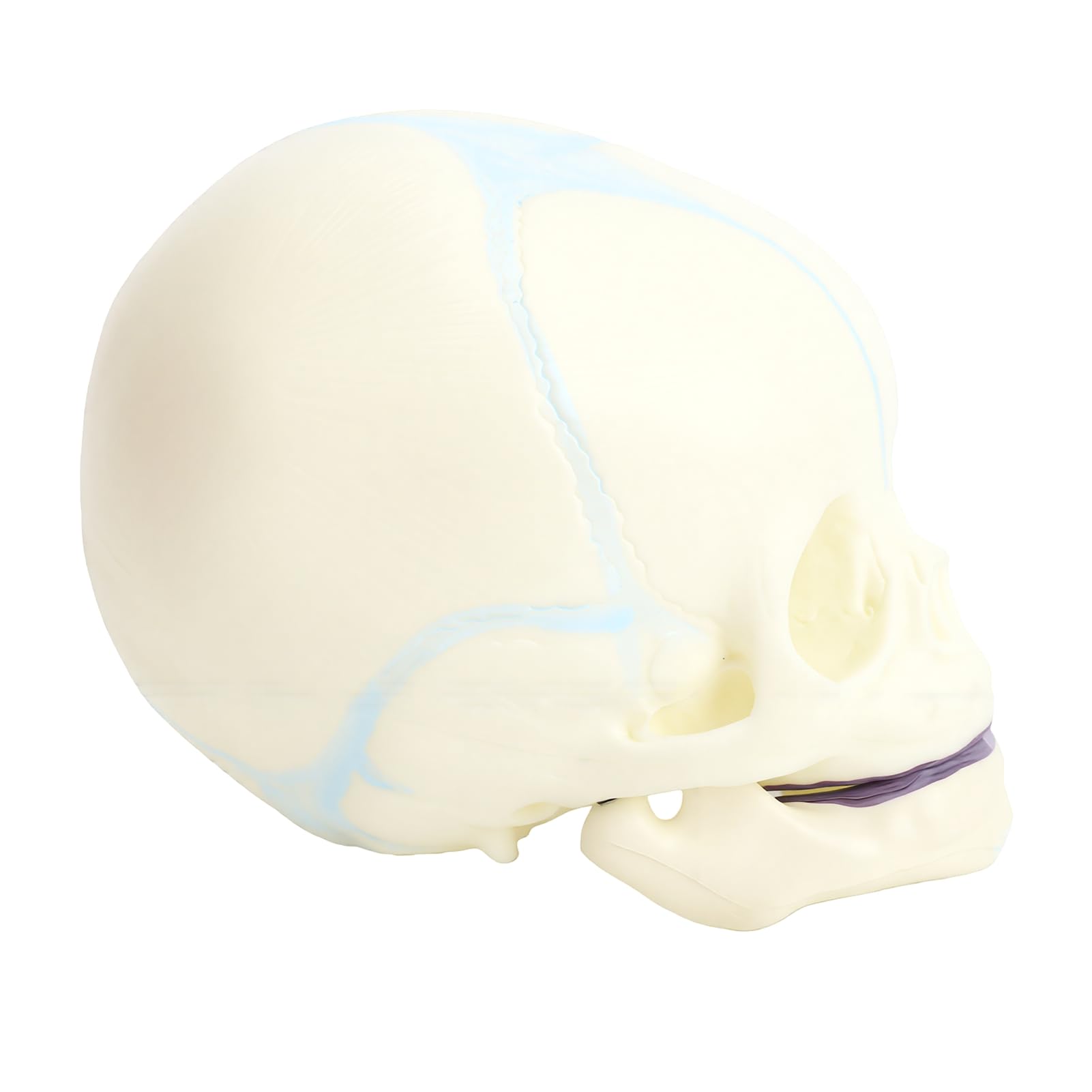 BRRNOO Modèle de Crâne de Nourrisson Humain, Outil Pédagogique D'affichage de Crâne D'anatomie Fœtale Grandeur Nature pour étudiants en Médecine, éducateurs, Artistes, Matériau en PVC