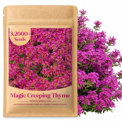 32,000+ Magic Creeping Thyme Seeds for Planting,Thymus Serpyllum