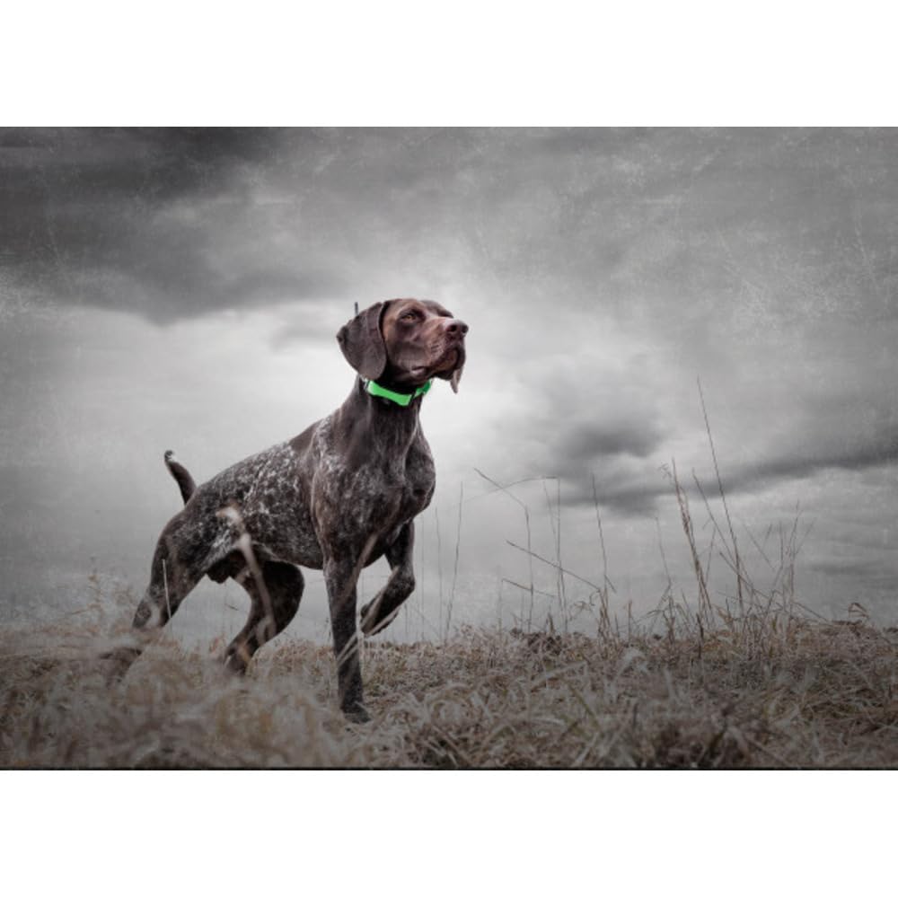 SportDOG TEK Série 1.5 Système GPS