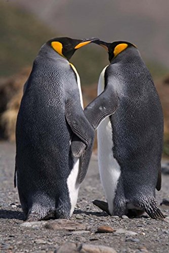 Emperor Penguins Mating Rituals