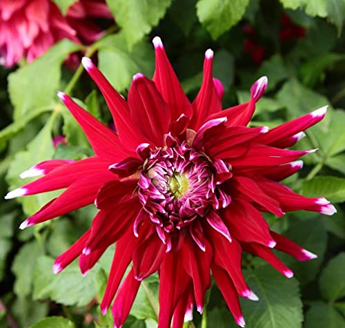Mix Color Rare Dahlia Seeds For Outdoor Garden Potted Flower Plants #TOP3