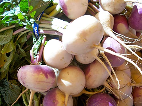 500 weiße Rübensamen mit violettem Hals - Ein Muss für jeden Gemüsegarten - Einfach zu kultivieren - Fest und süß - 100% natürlich - Geschmackvolle Qualität - 100% reproduzierbar