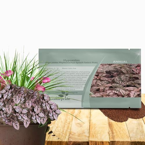 Outsidepride Splash Select Pink Hypoestes Seed for Planting - 50 Pcs Perennial Polka Dot Plant Seeds w/Variegated Foliage for Containers, Hanging Baskets, Small Gardens, Both Indoors & Outdoors