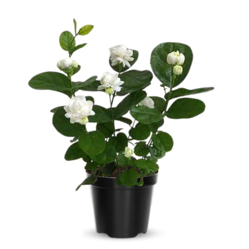 Amazon.com : Jasmine Plant Live Indoor, Arabian Jasmine Flower Plant Pot, a  Half Gallon Pot, 10 to 12 Inc Tall, White Flower : Patio, Lawn & Garden