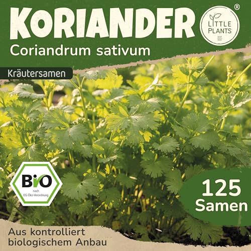 Little Plants BIO Koriander Samen 125 Koriandersamen Kräutersamen für Kräutergarten Hochbeet Samenfest Kräuter Samen für Küche, Balkon und Garten Küchenkräuter
