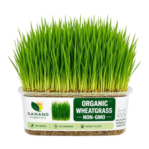 Image of Fresh Live Organic Wheatgrass - Ready to Eat Cat Grass for Indoor Cats & Pets | Grown Green Plant for Hairball Relief, Digestion & Teething | No Seeds, No Growing Needed