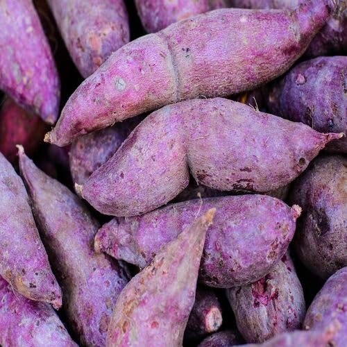 50pcs Purple Sweet Potato Vegetable Seeds