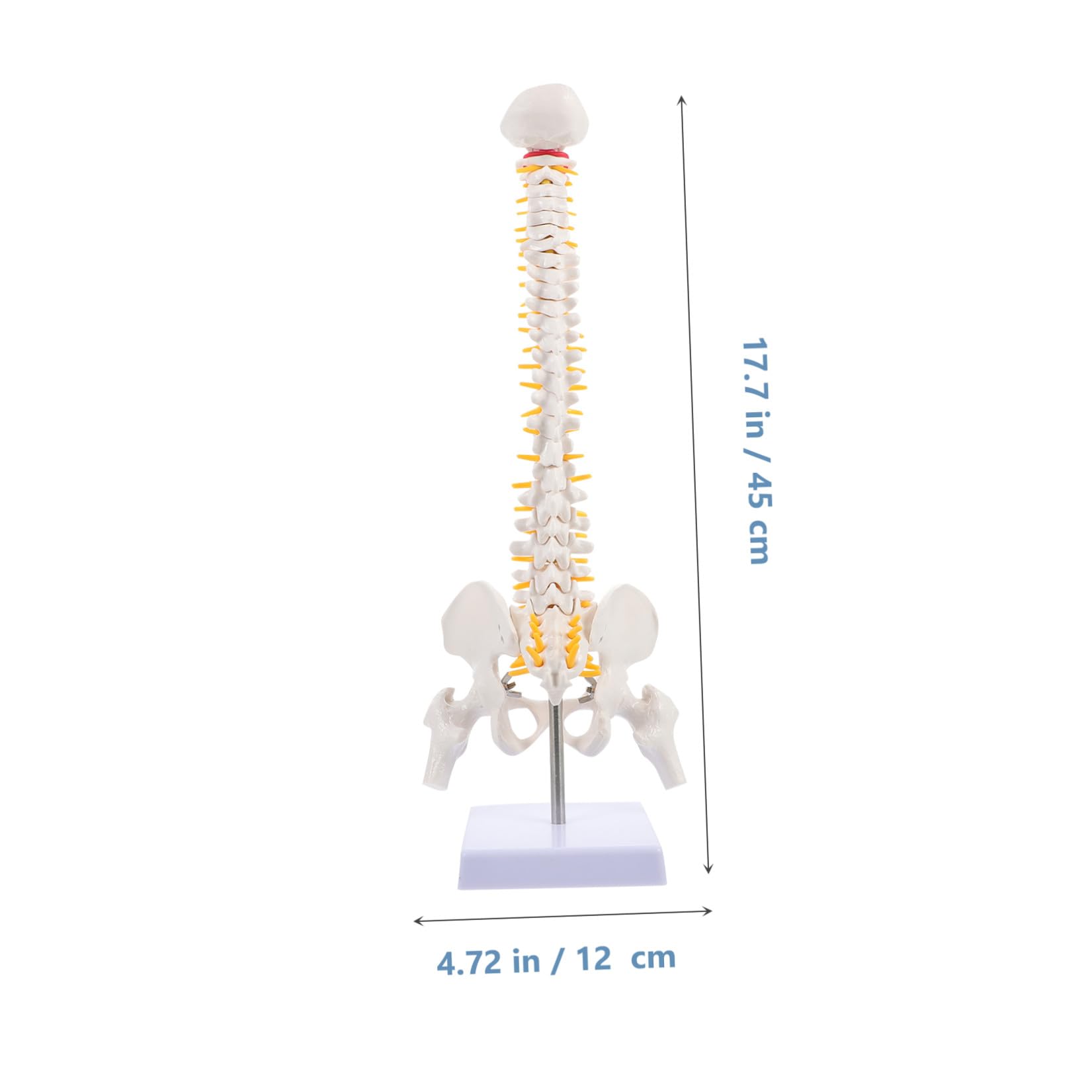 1pezzi Modello Anatomico Della Colonna Vertebrale Dettagli Realistici Per Educazione Medica e Insegnamento Anatomico