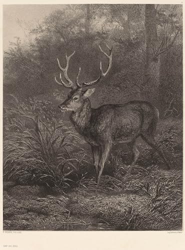 Lienzo Cerf Dix Cors de Karl Bodmer para regalo de inauguración de casa y decoración hogareña