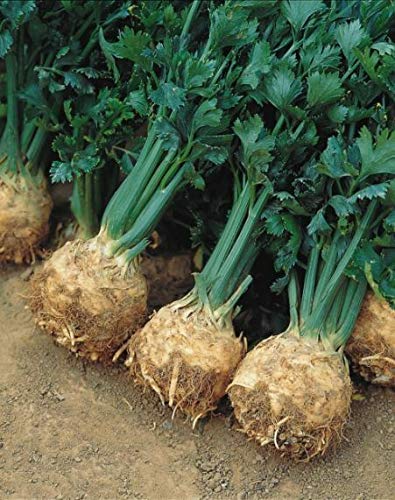 Portal Cool Orgánica - Vegetales - Apionabos Prinz - 250 Semillas - Grande