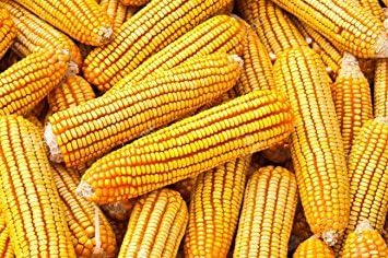 CountryMax Backyard Seeds Corn - High-Energy Animal Feed for Chickens, Squirrels, Deer & Wild Birds, Ground Feeding, High Protein - Corn Cob - 25 lbs