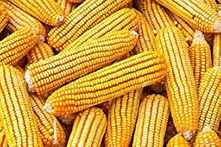 CountryMax Bulk Corn Cobs Locally Grown for Wildlife Feeding Squirrels, Deer, Chipmunks (25 Pounds)