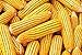 Bulk Corn Cobs for Wildlife Feeding (25 Pounds)