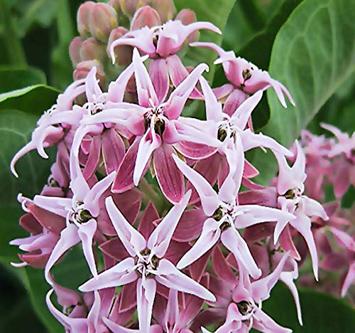 Big Pack - (1,000) Showy Milkweed Seeds, Asclepias Speciosa (Big Pack Showy Milkweed)