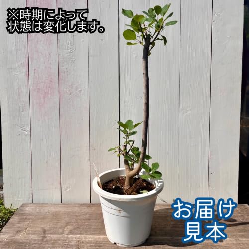 Amazon.co.jp: モクモク不思議な煙の木 スモークツリー 5種類 グリーン