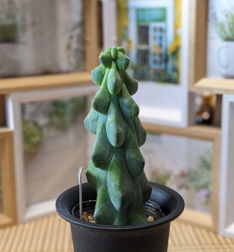 Amazon.co.jp: 多肉植物 サボテン 福禄竜神木 ミルチロカクタス 1