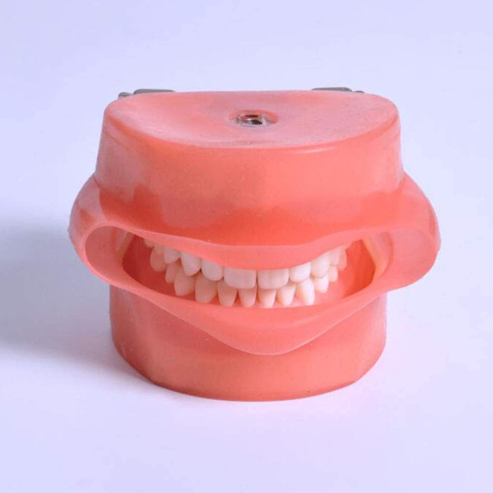 Symulator Stomatologiczny Model Gabinetu Stomatologicznego System Formowania Pojedynczej Głowy Praktyka Stomatologiczna Model Głowy Człowieka Wewnętrzny Dentyst