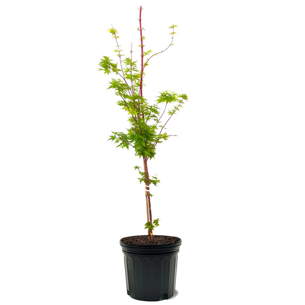 Generic The Japanese Sango Kaku Maple, 7 gal. Nursery Pot