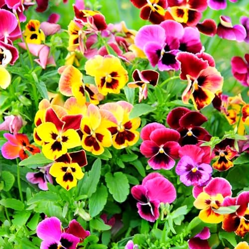 950 Mixed Colors Viola Flower Seeds for Planting Cool-Season Blooming Plants for Garden Beds Pots Landscaping