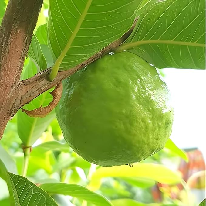 See full amazon price history chart for TENDER LEAVES Live Allahabad Guava/Allahabadi Surkha Green/Amrood/Amrud Sweet,Allahabadi Green Surkha Guava Plant, Healthy Fruit Plant For Home/Garden - Healthy Live 1 Plant TENDER LEAVES Live Allahabad Guava/Allahabadi Surkha Green/Amrood/Amrud Sweet,Allahabadi Green Surkha Guava Plant, Healthy Fruit Plant For Home/Garden - Healthy Live 1 Plant (B0D1NW4WP5) Amazon Price History, Amazon Price Tracker